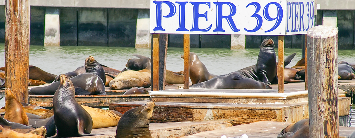 PIER 39